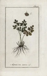 Fern Doradilla of the Walls or Asplenia Street of the Walls (Asplenium ruta muraria). Lithograph from 