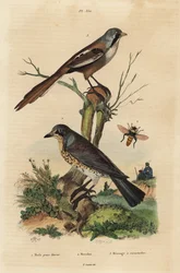 Fieldfare, Turdus pilaris, and bearded reedling, Panurus biarmicus
