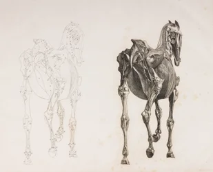 Fifth dissected layer of a horse, back view