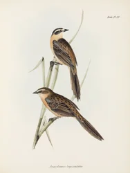 Finches, c 1832-1836