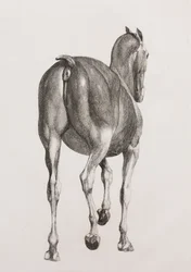 First dissected layer of a horse, back view