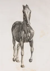First dissected layer of a horse, front view