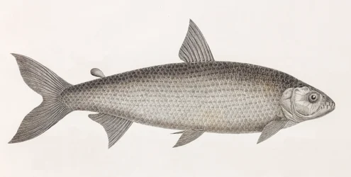 Fish: Characin