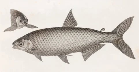 Fish: Le Characin
