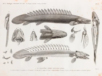Fish: Polypterus Bichir, Anatomy
