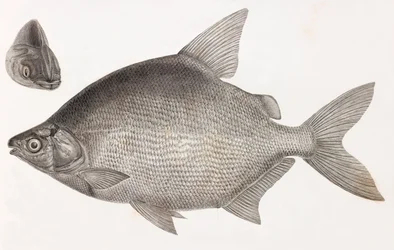 Fish: Le Serrasalme Citharine