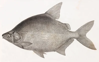 Fish: Le Serrasalme Citharine