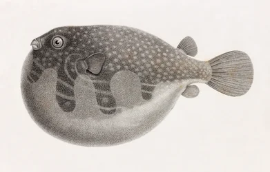 Fish: Tetrodon (detail)