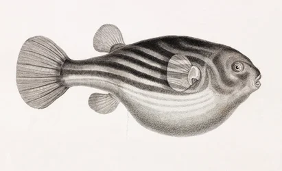 Fish: Tetrodon (detail)