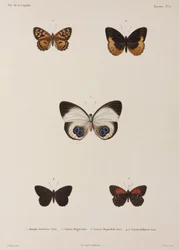 Five Butterflies, New Guinea