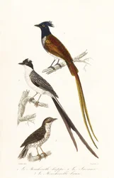 Flycatchers and Caribbean elaenia
