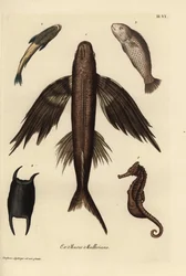 Flying fish, suckerfish, barramundi, scale, and seahorse