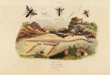 Fossil skeleton of an extinct plesiosaurus and wasps