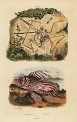 Fossil skeleton of an extinct pterodactyl, Pterodactylus antiquus, and red lionfish, Pterois volitans