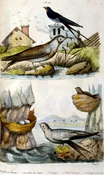 French. Coloured illustration. dated circa 1884. depicting river and coastal birds