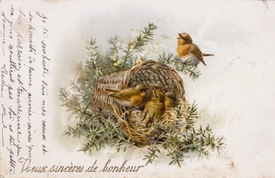 French Greeting Card with Robin and Nest Elements