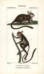 Senegal Galago and Daubenton
