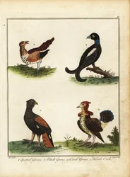 Game birds: spotted grouse, black grouse, wood grouse, heath cock. 1792