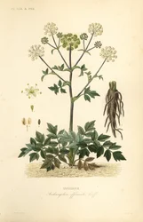 Garden angelica or wild celery, Angelica archangelica