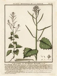 Garlic mustard, Alliaria petiolata