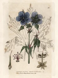 Geranium of the Pres