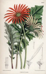 Gerbera jamesoni, orange flower native of Transvaal. Drawing by Matilda Smith, Lithography by John Nugent Fitch in Curtis Botanical Magazine
