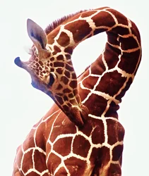 Giraffe, Sarara, 2017