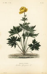 Globeflower
