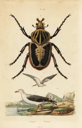 Goliath beetle and common gull