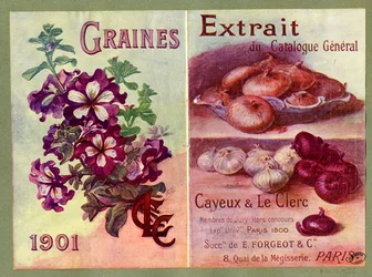 Seeds