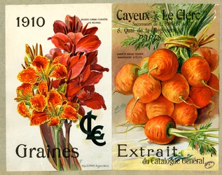 Seeds