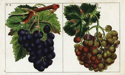 Grape varieties, Vitis vinifera