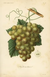 Grapes, Vitis vinifera