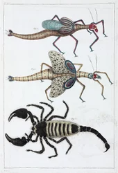 Grasshoppers and scorpion