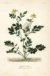 Greater celandine