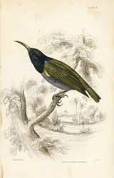 Green-headed Sunbird (Lower Guinea), Cyanomitra verticalis cyanocephala (Olive-backed Sunbird, Cinnyris chloronotus)