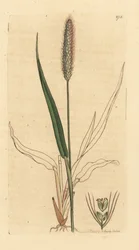 Green foxtail grass, Setaria viridis (Green panick-grass, Panicum viride) Handcoloured copperplate engraving after a drawing by James Sowerby for James Smith