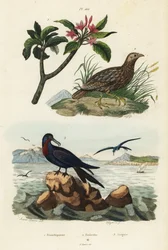 Grey-winged francolin, Scleroptila afra, great frigatebird, Fregata minor, and red frangipani, Plumeria rubra
