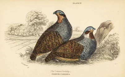 Grey Partridge, Perdix perdix