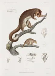 Grey Phalanger and Young