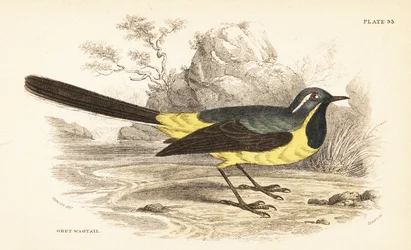 Grey wagtail