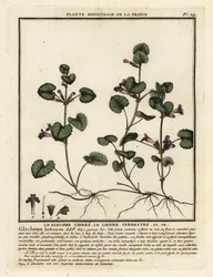 Ground Ivy, Glechoma hederacea