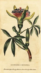 Guiana Chestnut, Pachira aquatica, 1800 (engraving)