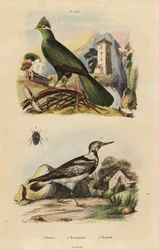 Guinea turaco and Eurasian wryneck