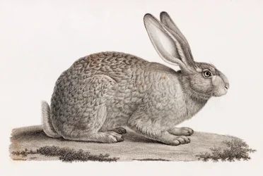 Hare from Egypt