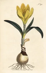 Harvester - Autumn daffodil, Sternbergia lutea (Yellow amaryllis, Amaryllis lutea) - Handcoloured copperplate engraving from William Curtis
