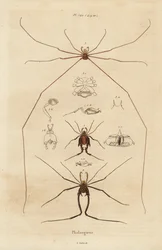 Harvestmen, harvesters or daddy longlegs, Opiliones species