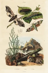 Hawk-moth, razor shell and seablite