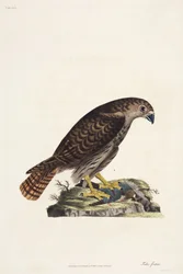Hawk