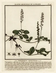 Heath Speedwell, Veronica officinalis